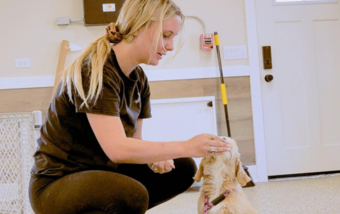 Exploring the Benefits of Dog Daycare