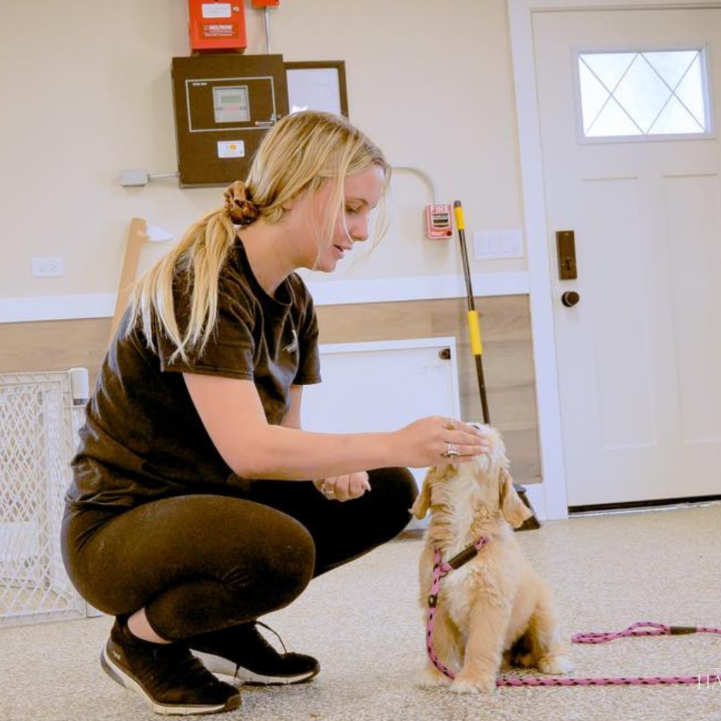 Exploring the Benefits of Dog Daycare